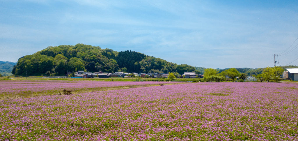 鳥取・福田養蜂場に聞いた「はちみつのひみつ」